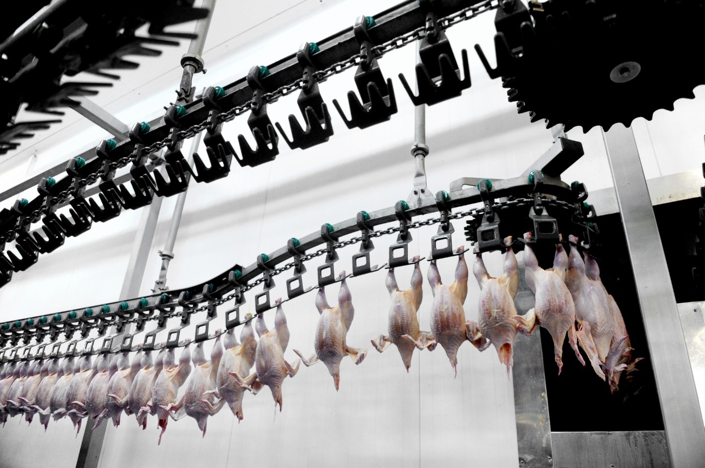 Three Quarters Of Large U.S. Slaughterhouses Violate Water Pollution ...